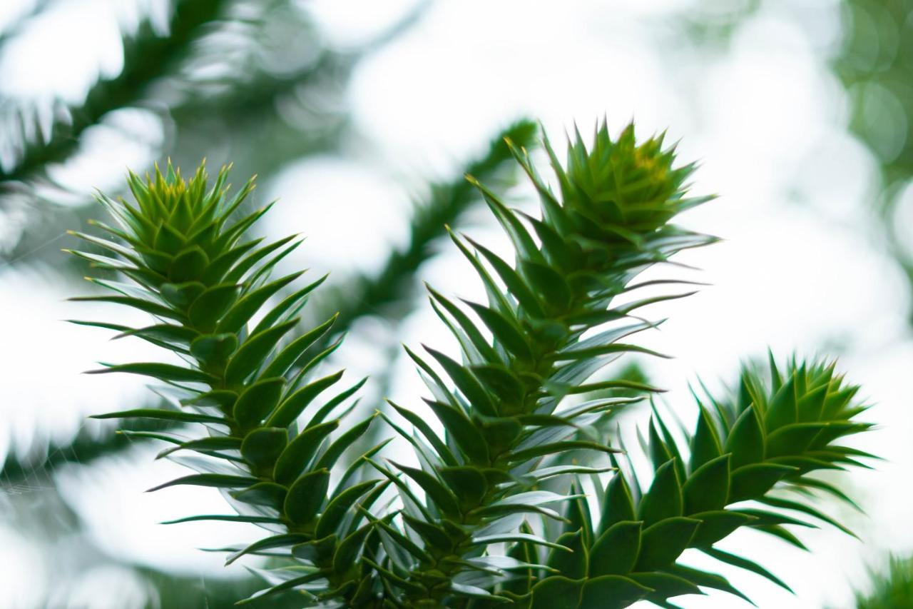 Le Gite Araucaria Le Tilleul Buitenkant foto
